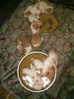 /album/puppies/babies-8-24-2-jpg/